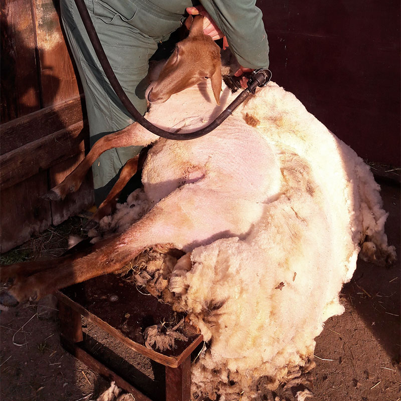 Schafe-Scheren-Wollfra